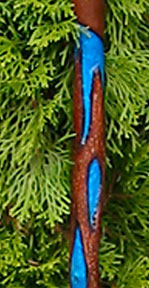 Blue flame walkign stick