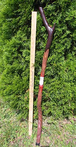 Lucky 7 dice walking stick