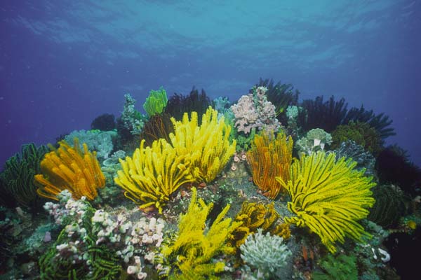 REEF