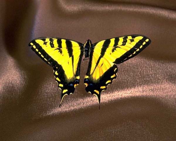 butterfly1