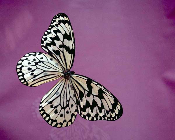 butterfly2