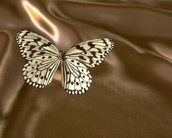 butterfly3
