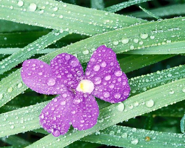 flower
