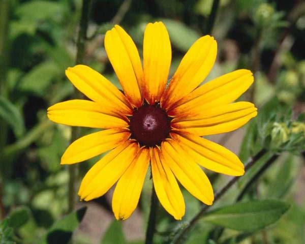 flower,