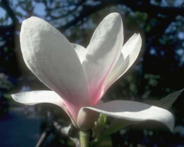 flower3