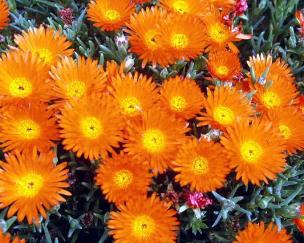 flowers,