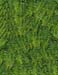 FERNS