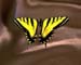 butterfly1