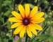 flower,