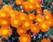 flowers,